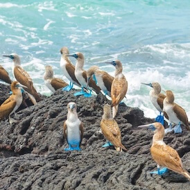 blue-footed-booby galápagos-islands ecuador